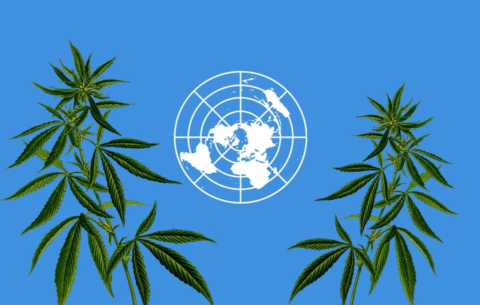 Naciones Unidas y la marihuana