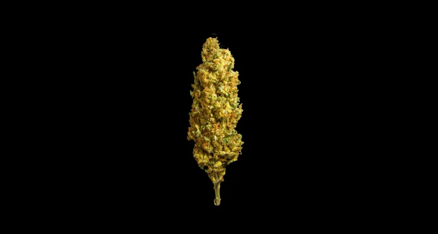 precio del gramo de cannabis en Argentina porrografx