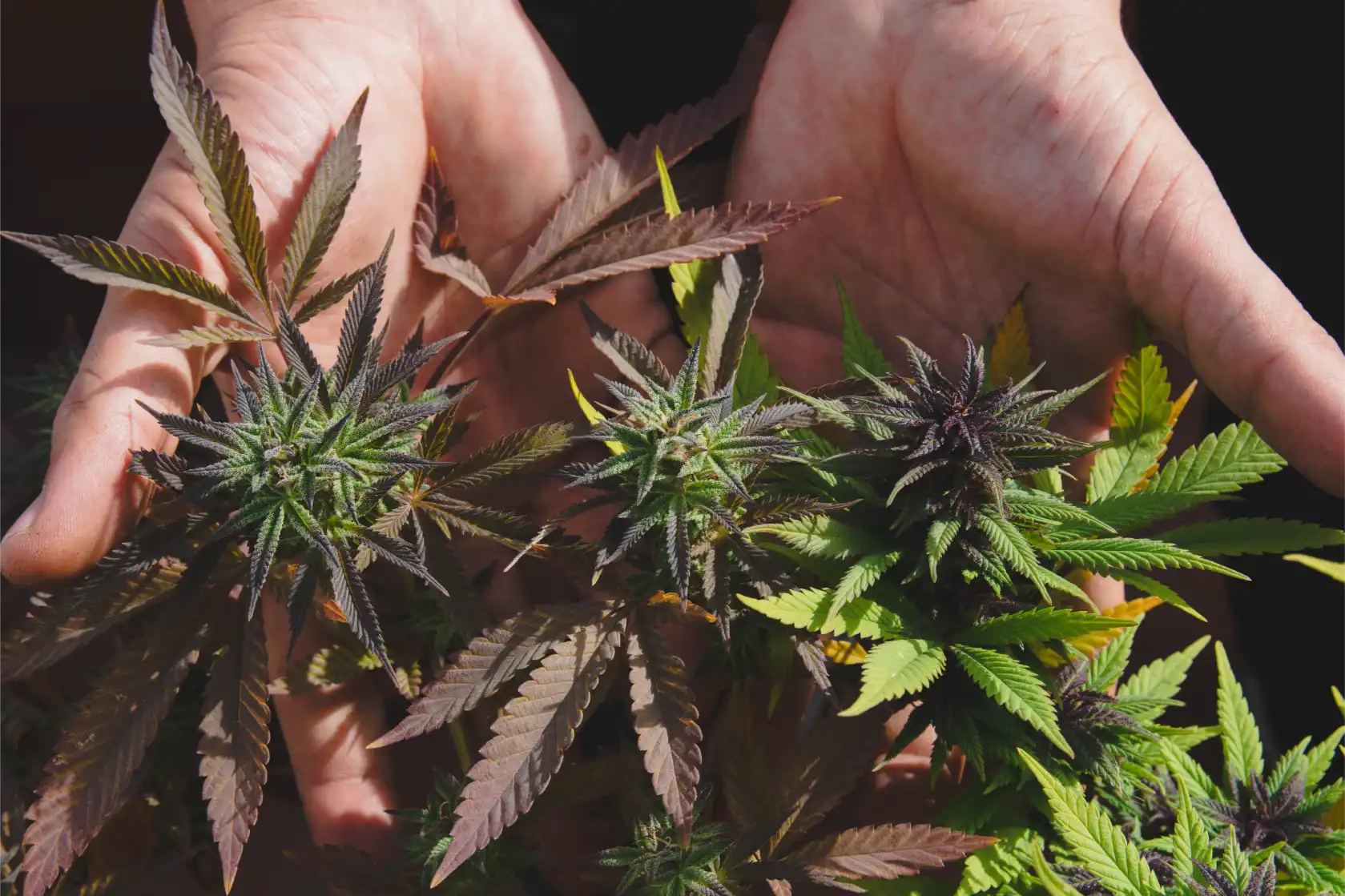 cordoba quiere prohibir el autocultivo de cannabis