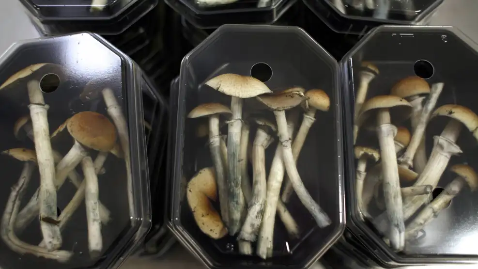 Hongos psilocibios: un enfoque crítico sobre los usos contemporáneos