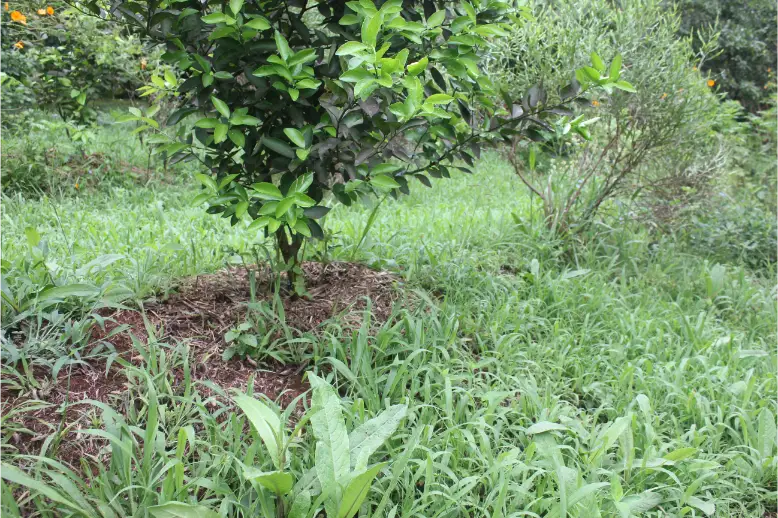 yerbales agroecológicos yerba agroecológica en misiones suelo muerto