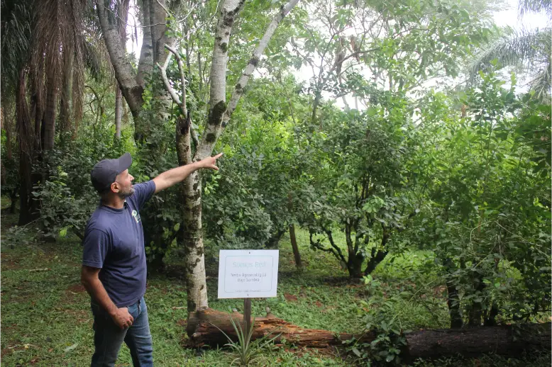 yerba mate agroecológica en misiones suelo muerto