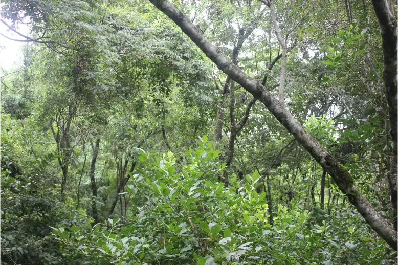 yerbales agroecológicos yerba agroecológica en misiones suelo muerto