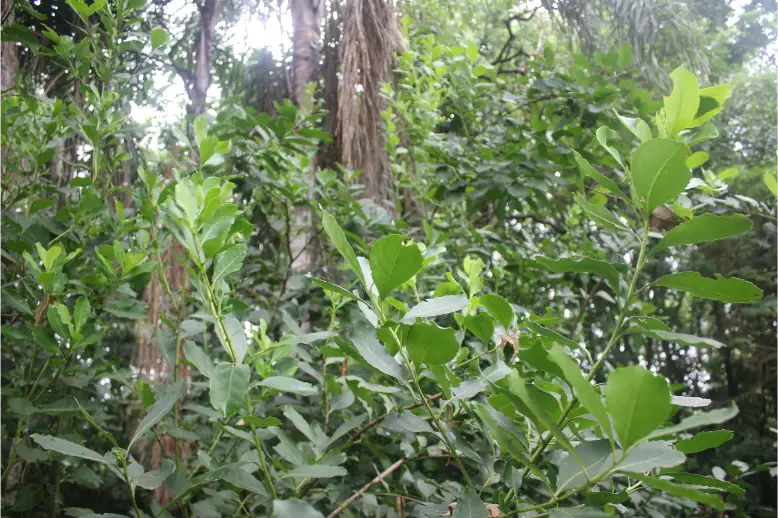 yerbales agroecológicos yerba agroecológica en misiones suelo muerto