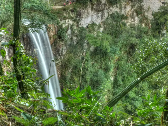 salto encantado yerbales agroecológicos yerba agroecológica en misiones suelo muerto