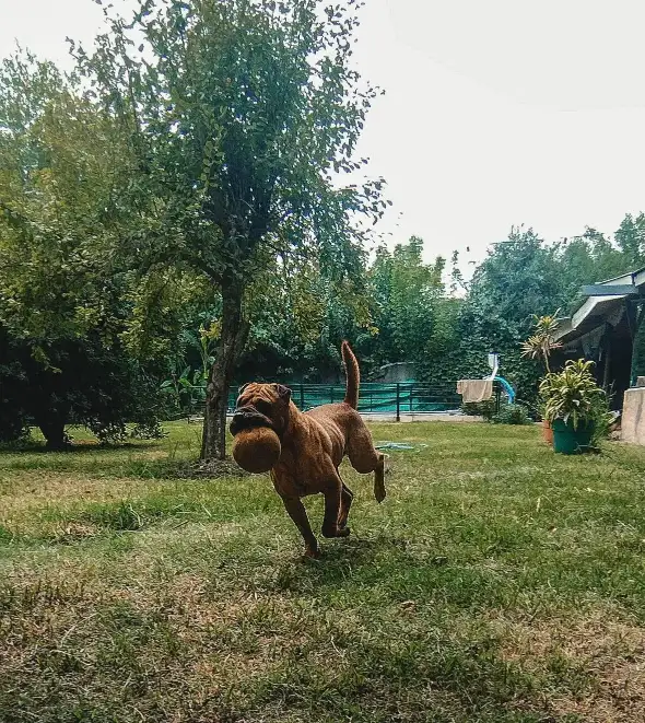 hongos con psilocibina para la salud animal de perros