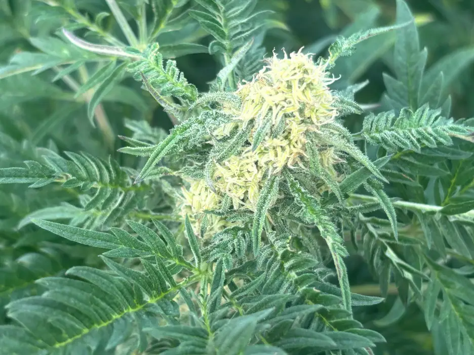 absolvieron a un criador de cannabis entre rios justicia federal