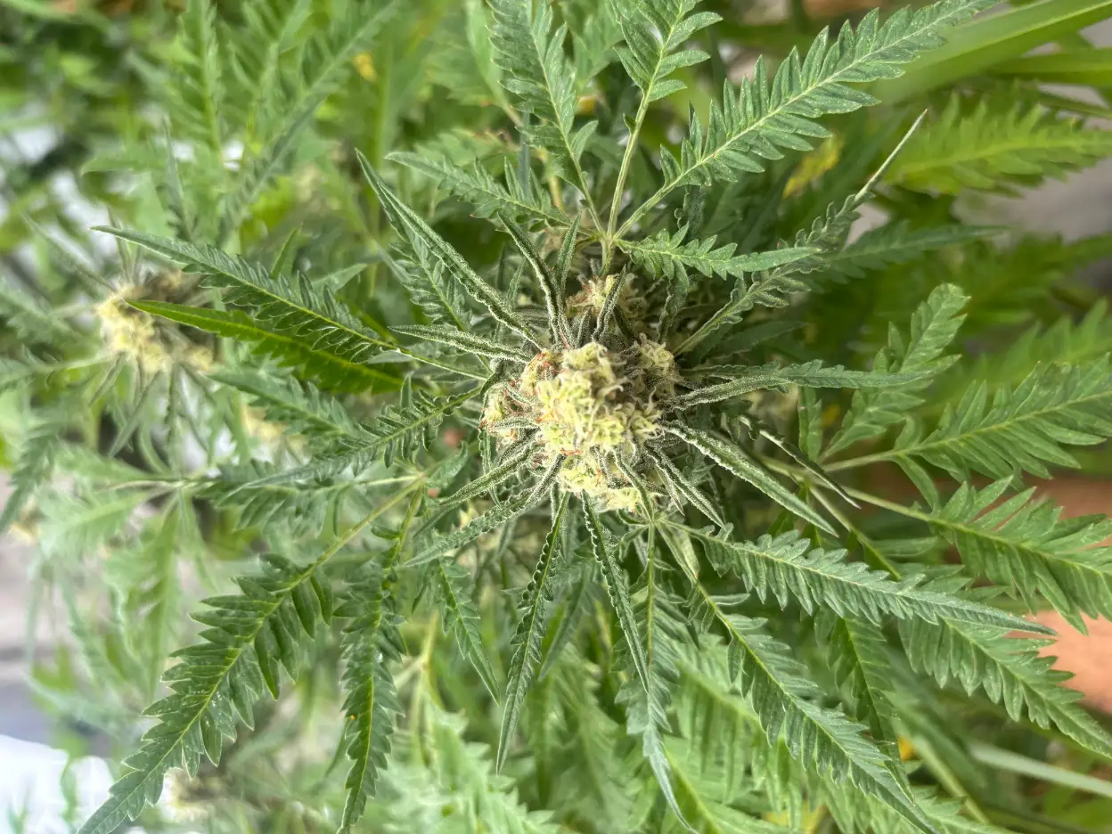 absolvieron a un criador de cannabis entre rios justicia federal