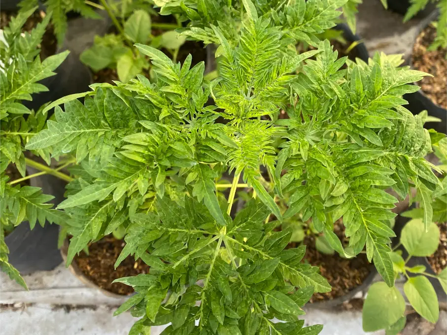 absolvieron a un criador de cannabis entre rios justicia federal