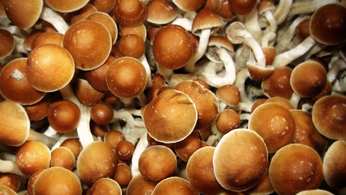 hongos alucinogenos muerte concepcion del uruguay entre rios