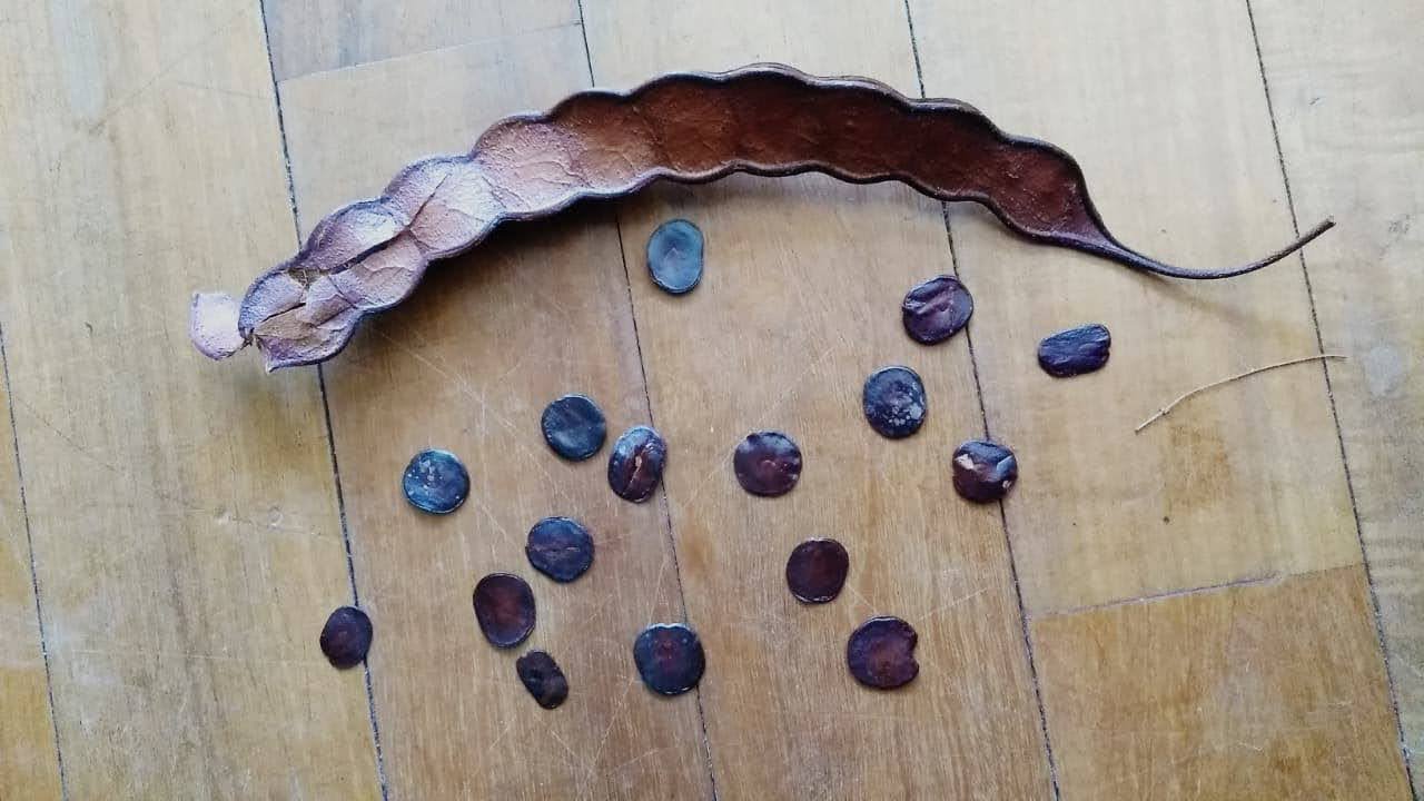 pueblos originarios y sus plantas psicoactivas en argentina