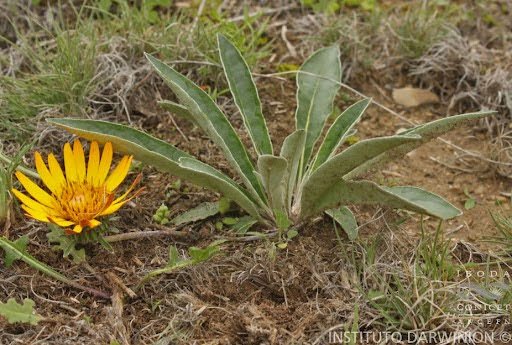pueblos originarios y sus plantas psicoactivas en argentina