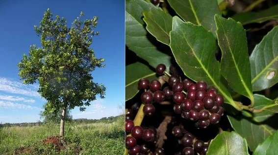 pueblos originarios y sus plantas psicoactivas argentina