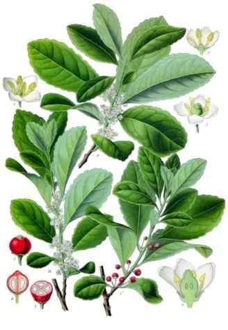 yerba mate historia de la prohibición ilex paraguariensis