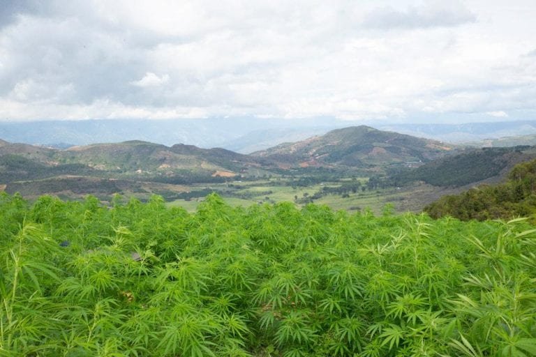 colombia flores cannabis