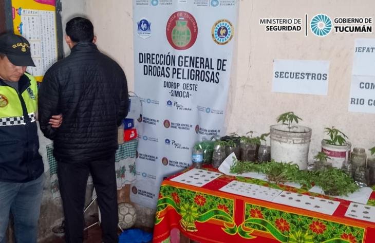Allanar por autocultivo en argentina, este es el circuito penal del cannabis