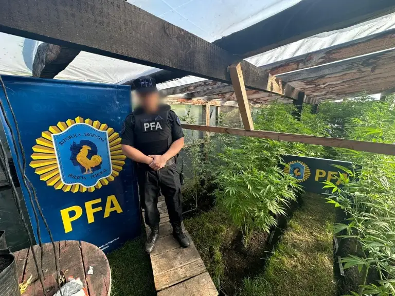 allanar causas penales cannabis por autocultivo